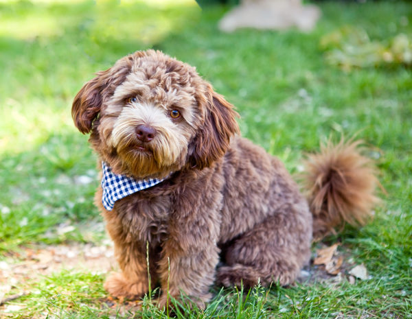 Dog in field