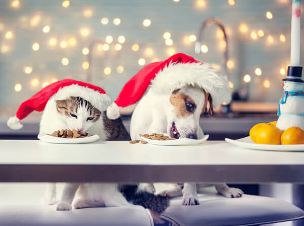 Cat and dog eating at table