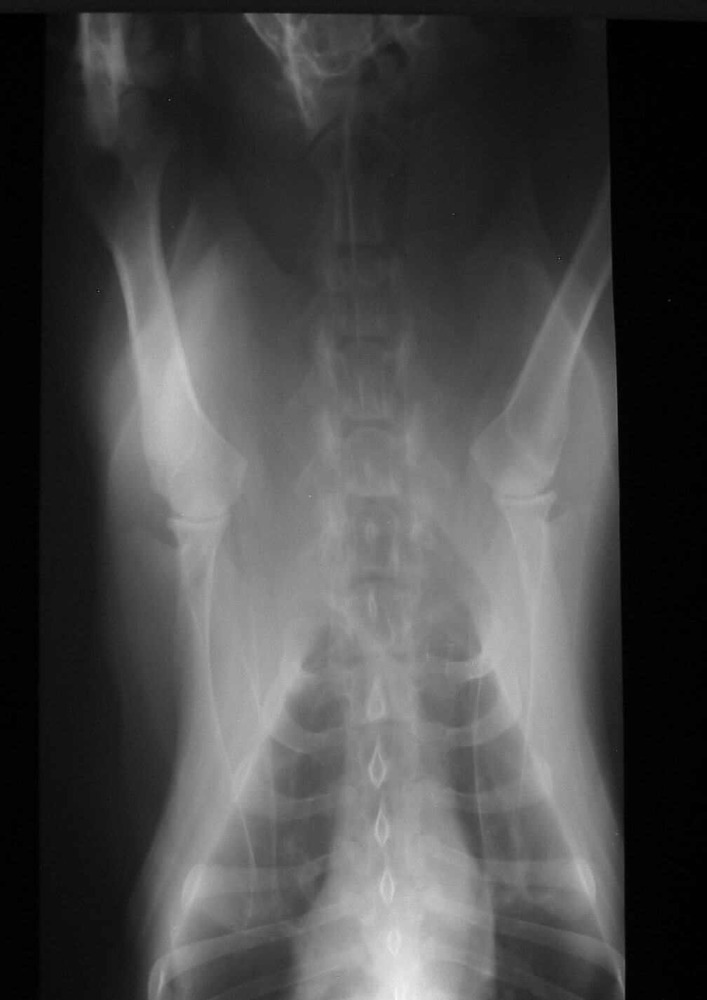 Radiograph image