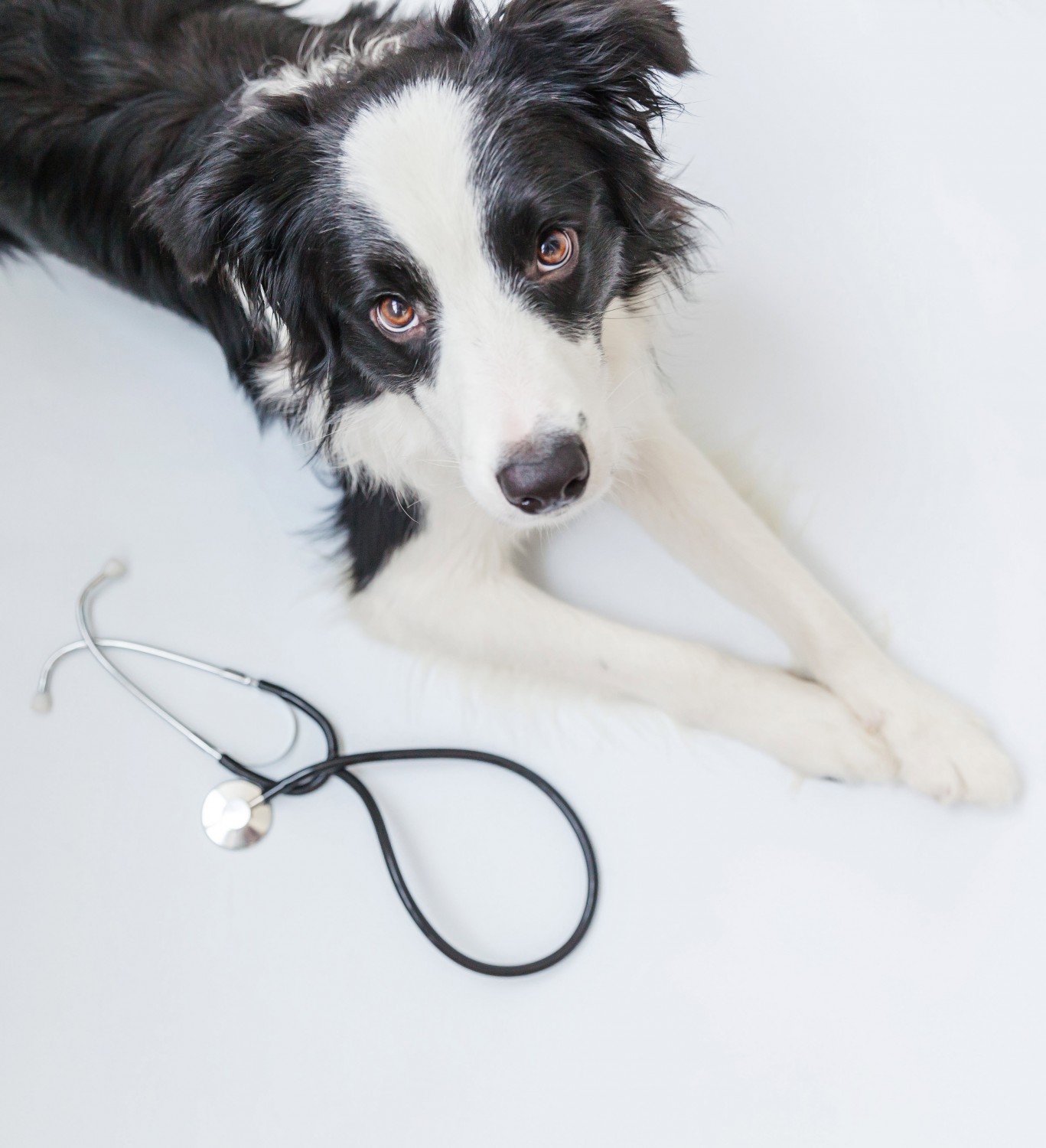 Patti- Image of Border Collie and Stethescope