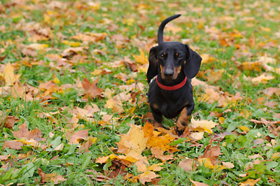 Dachshund in the leaves