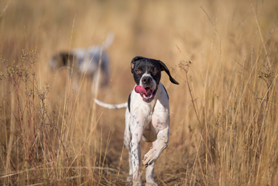 Pointers running together in fall