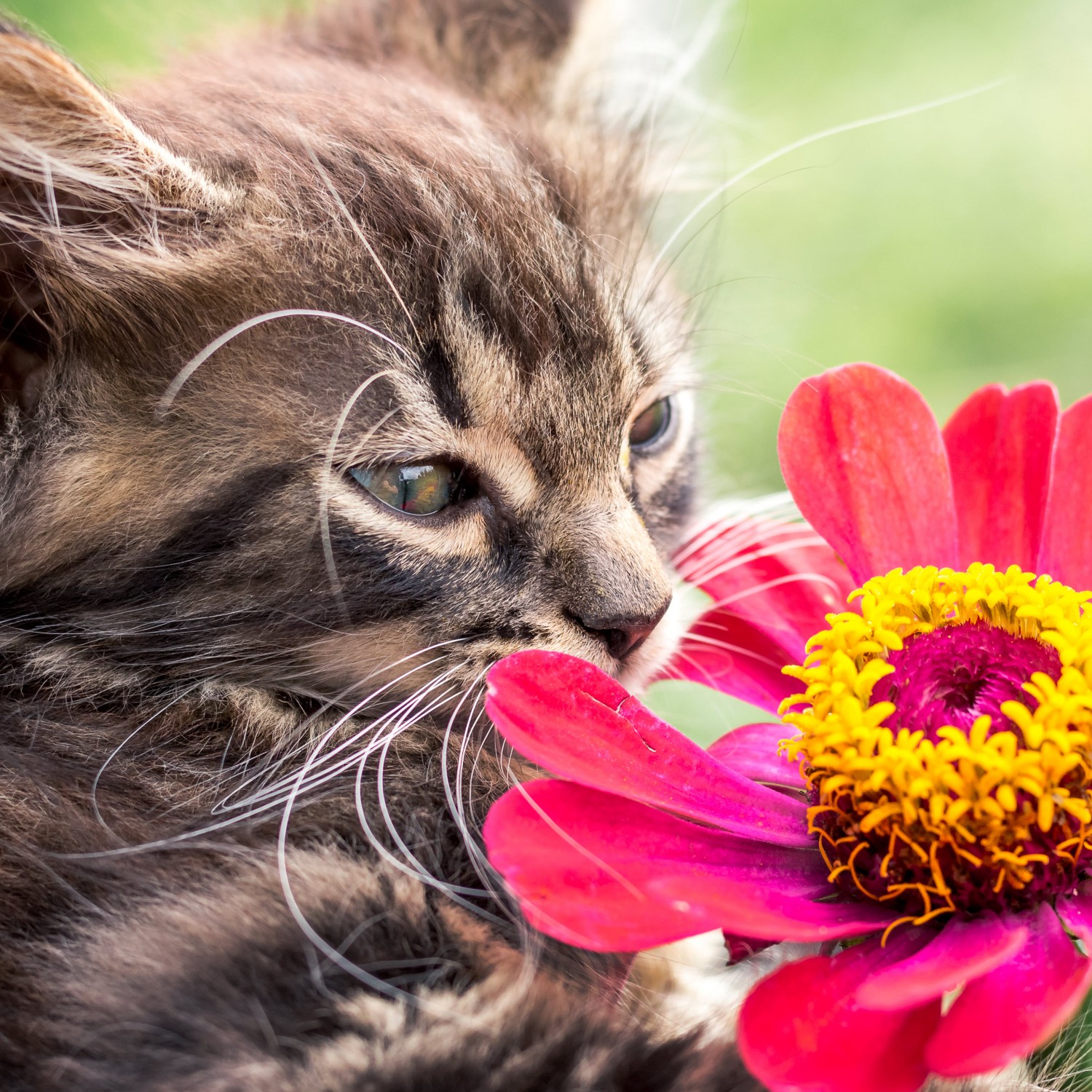 Cat and Pink Flower