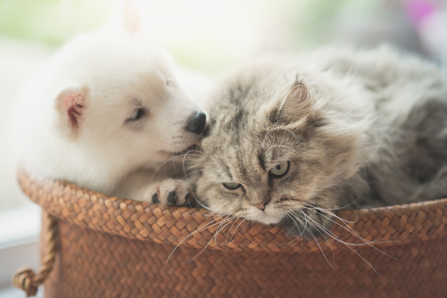 Kitten and Puppy playing in basket