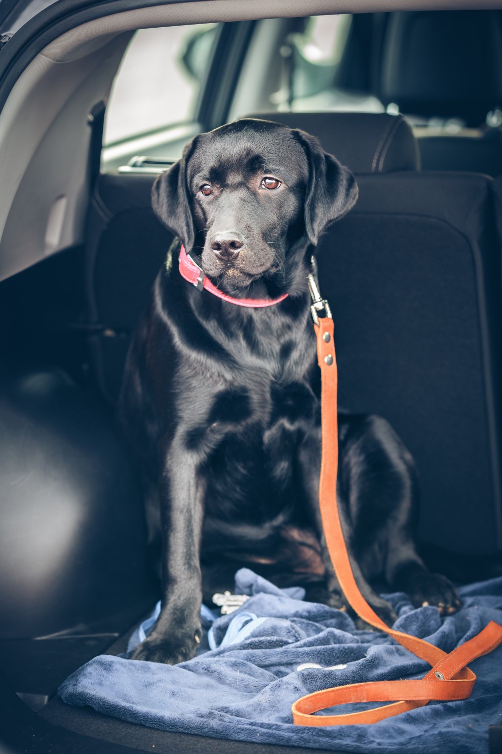 Dog in car with leash on