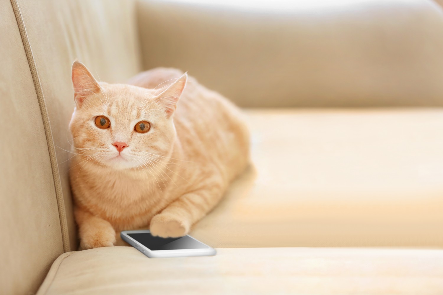 Orange cat on tan couch with cell phone under right paw