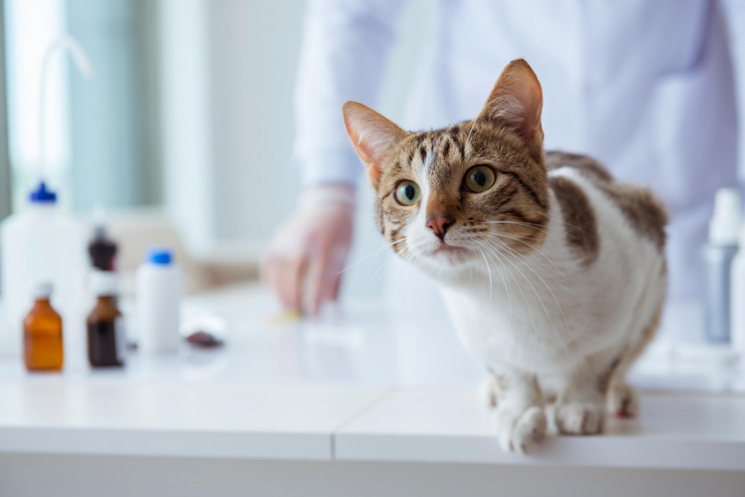 Cat preparing for Microchip