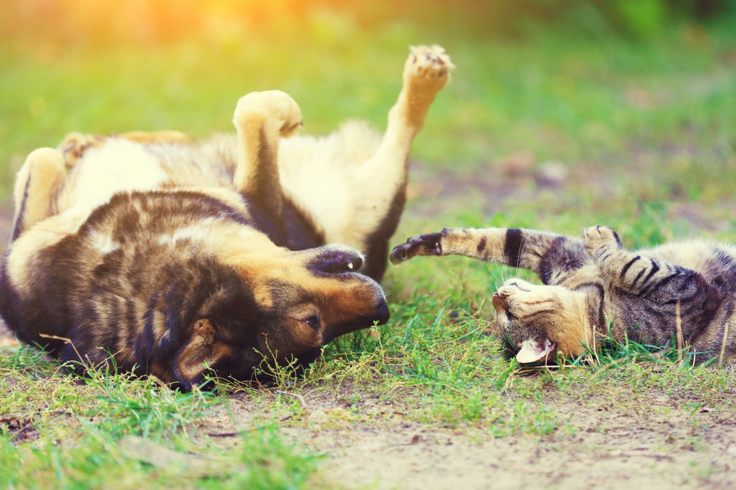 Dog and Cat laying in Grass on backs