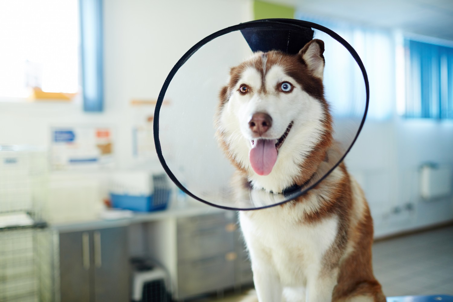 Husky with e-collar on, post surgical procedure