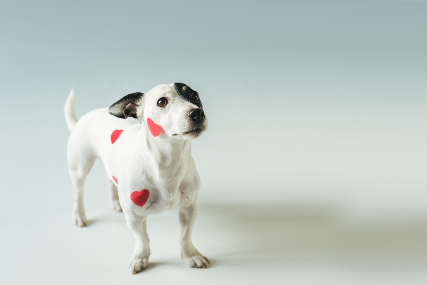 Black and white dog with hearts on body