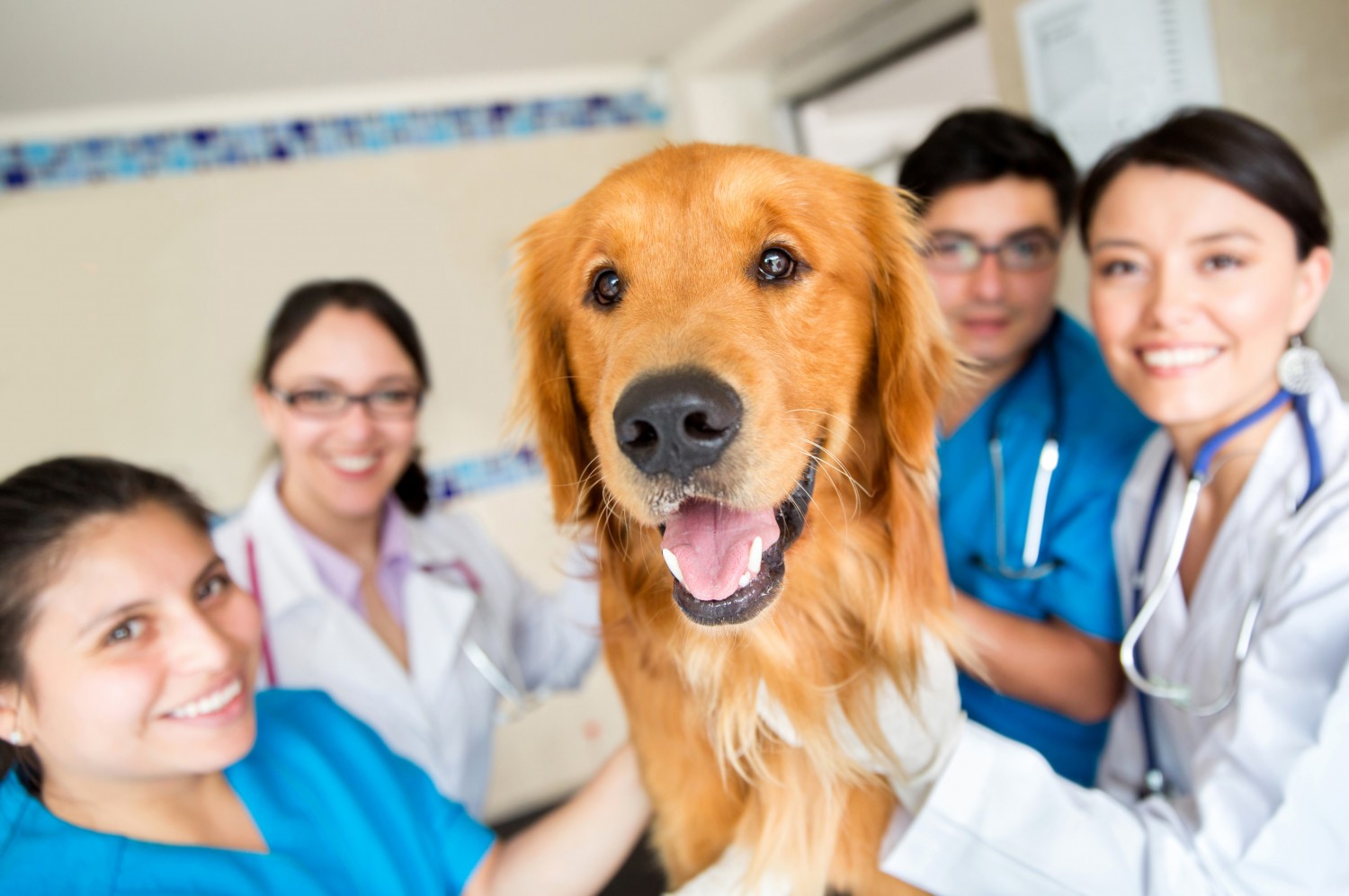 Veterinary Team and Golden Retriever