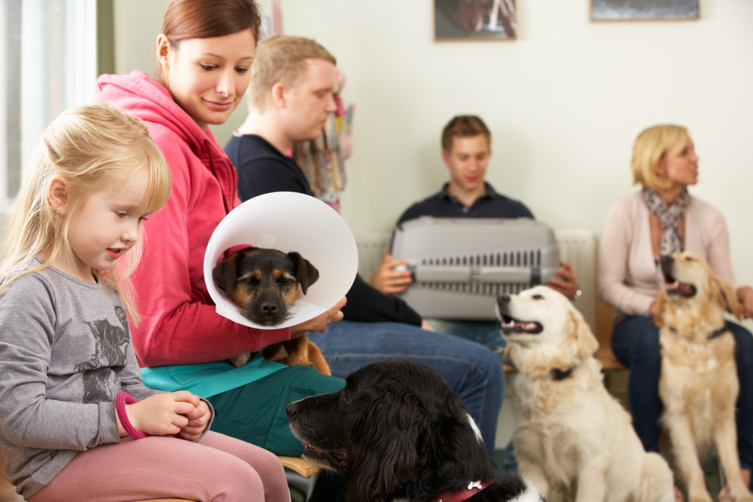 Dog waiting in lobby with e-collar