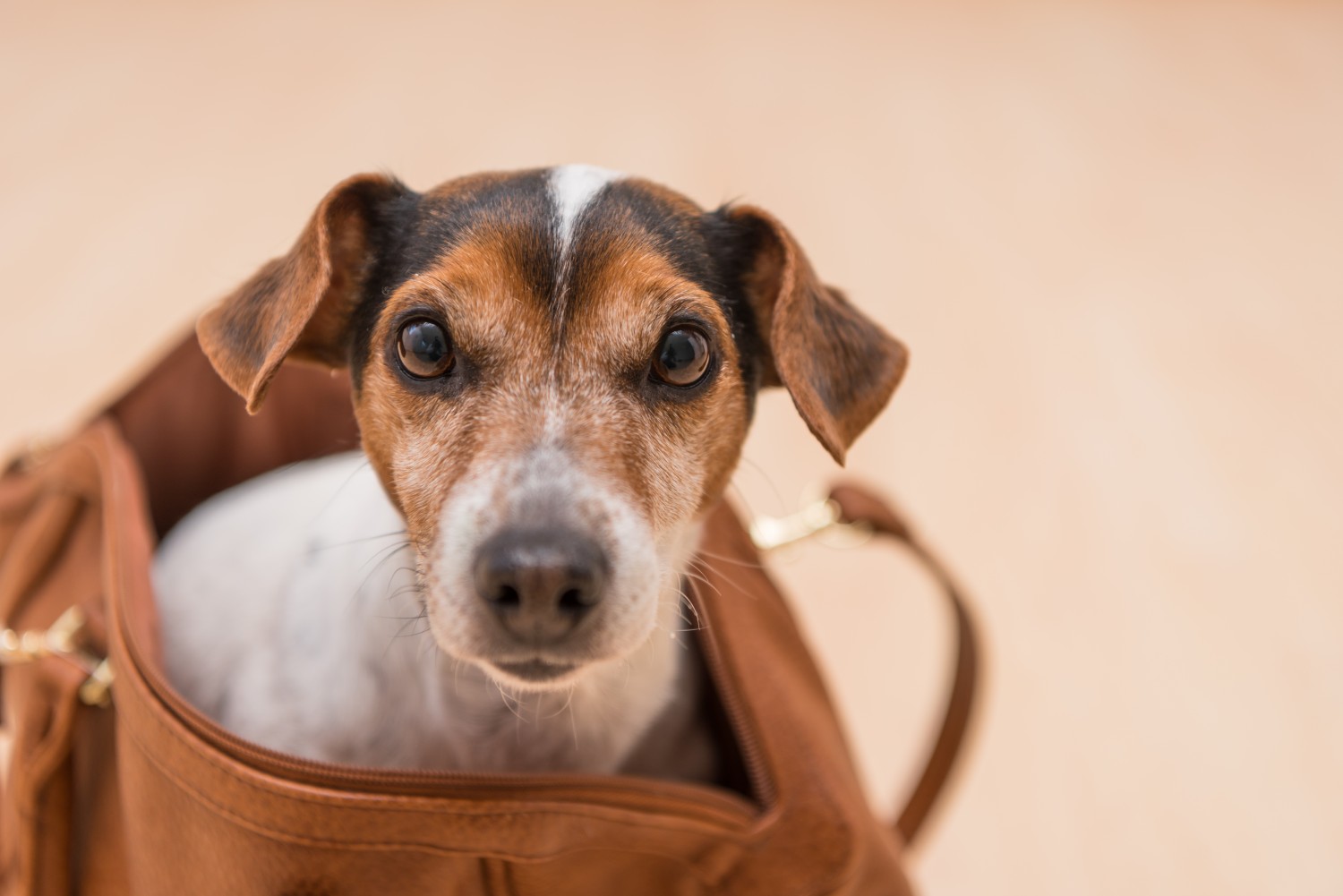 Terrier in a bag