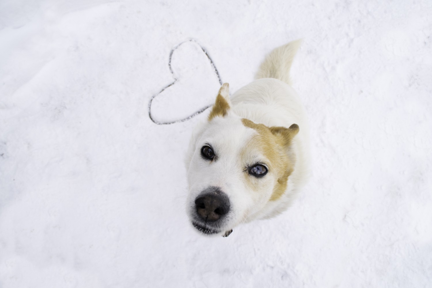 Dog looking up from snow, heart in snow