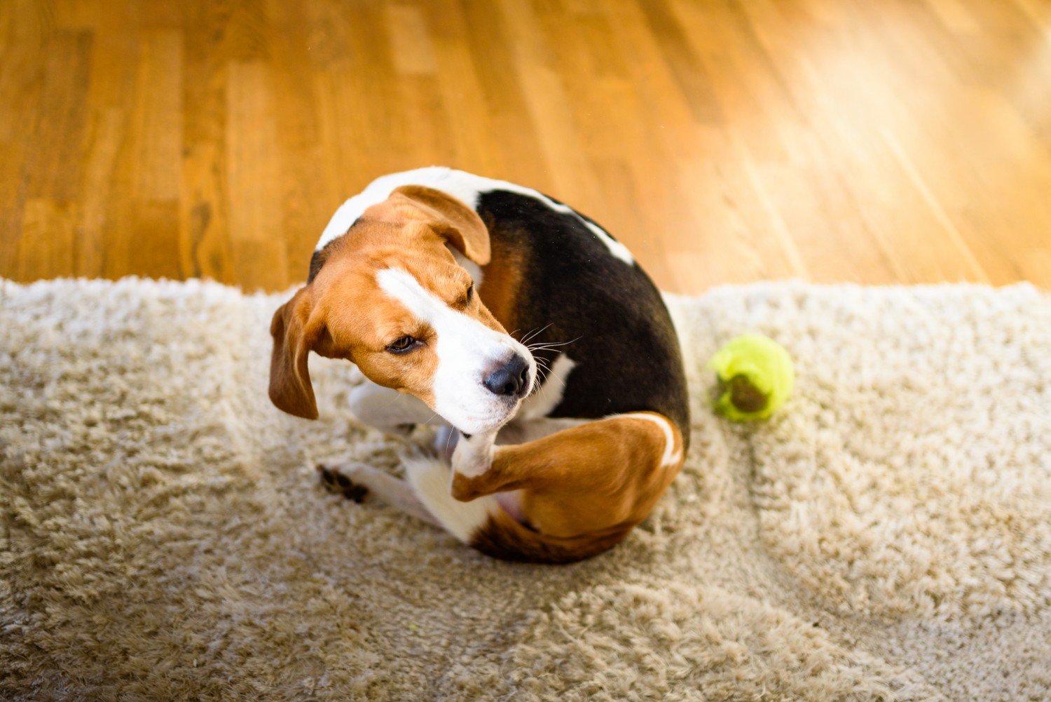 Beagle scratching at neck