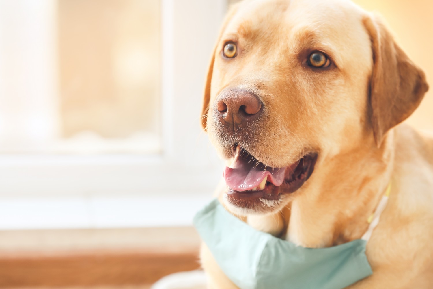 Yellow lab with mask