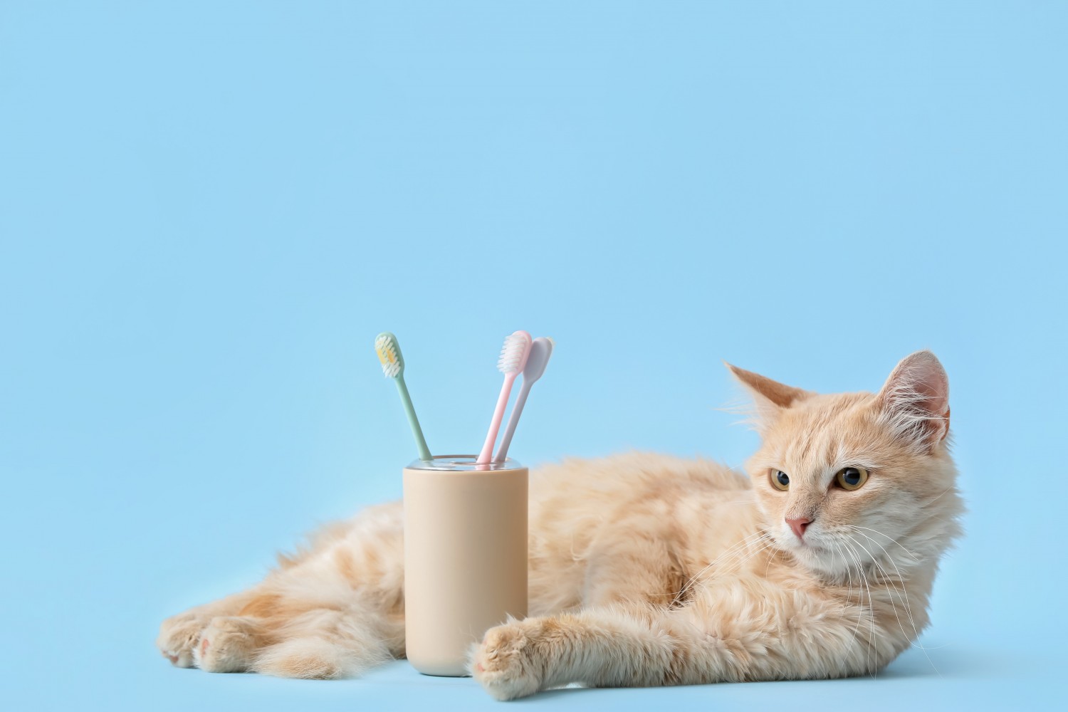 Cats with a toothbrush