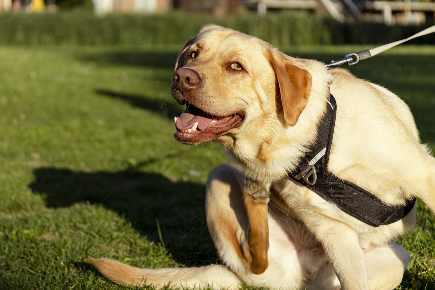 Yellow lab scratching at neck in grass