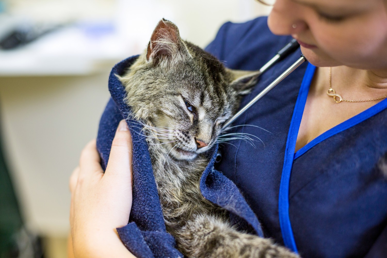 Sleepy cat, held by technician