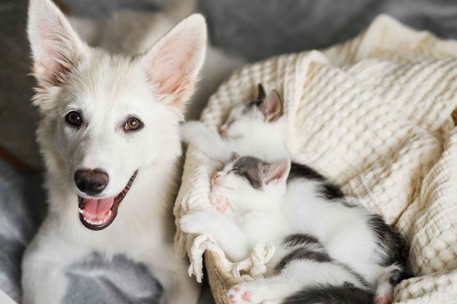 White dog and kitten