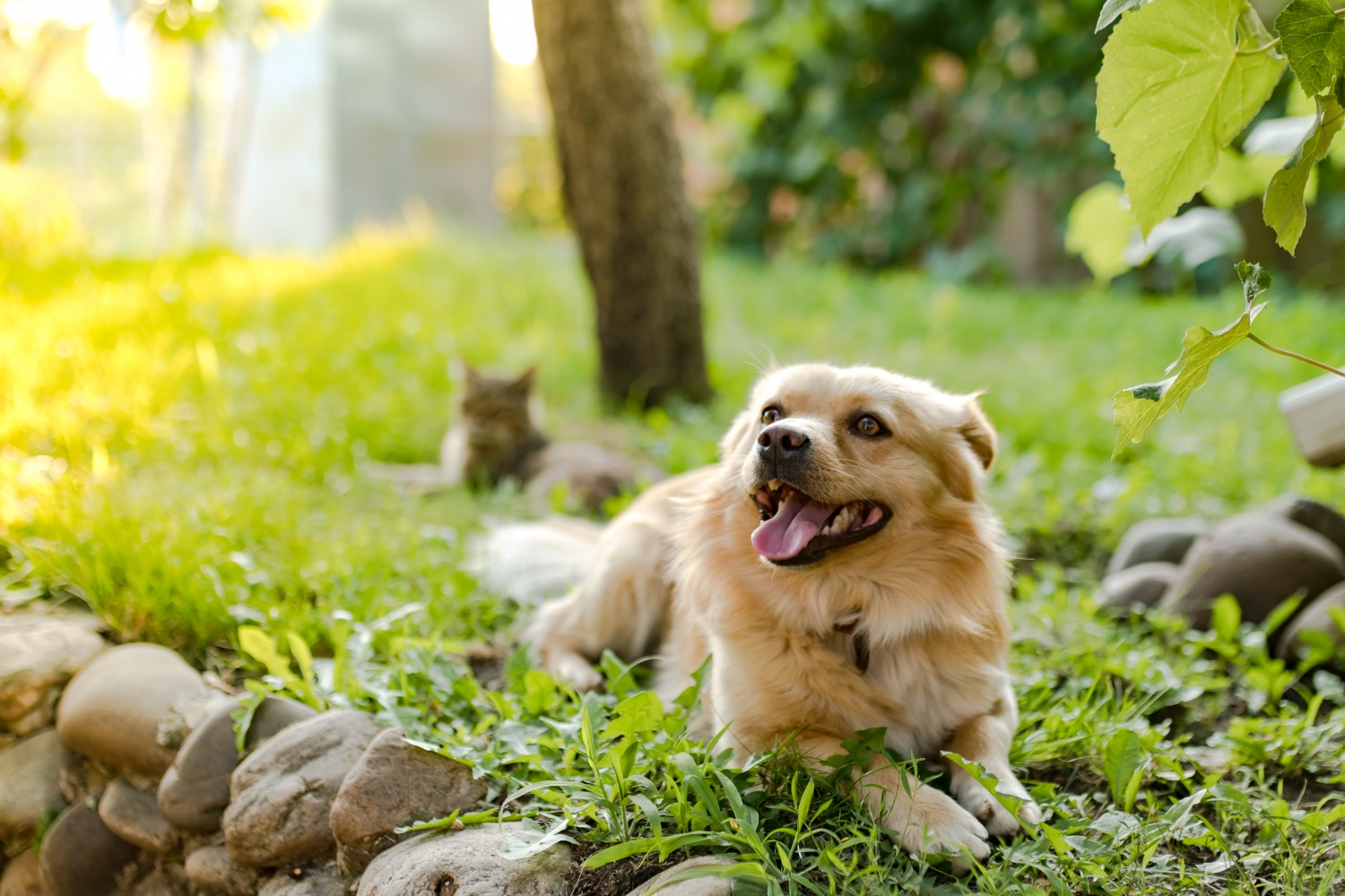 Dog in grass in sunshine