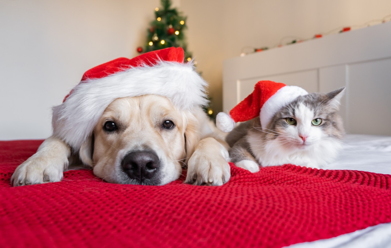 Dog and cat in santa hats