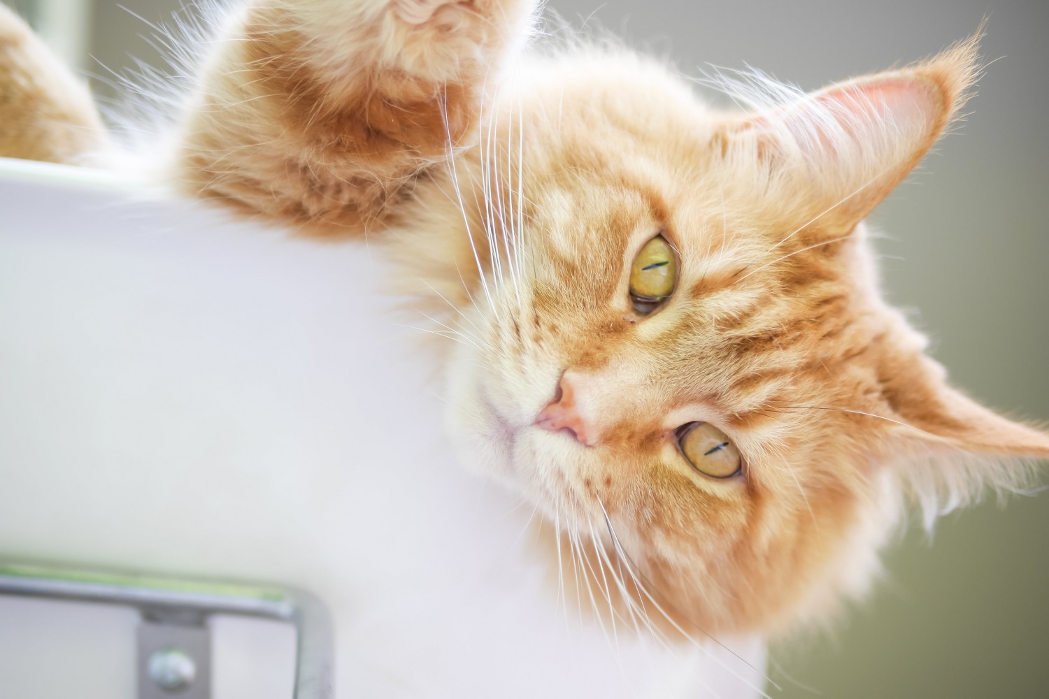 Yellow cat looking over ledge of counter