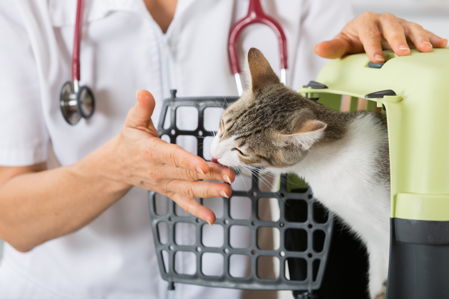 Cat in carrier