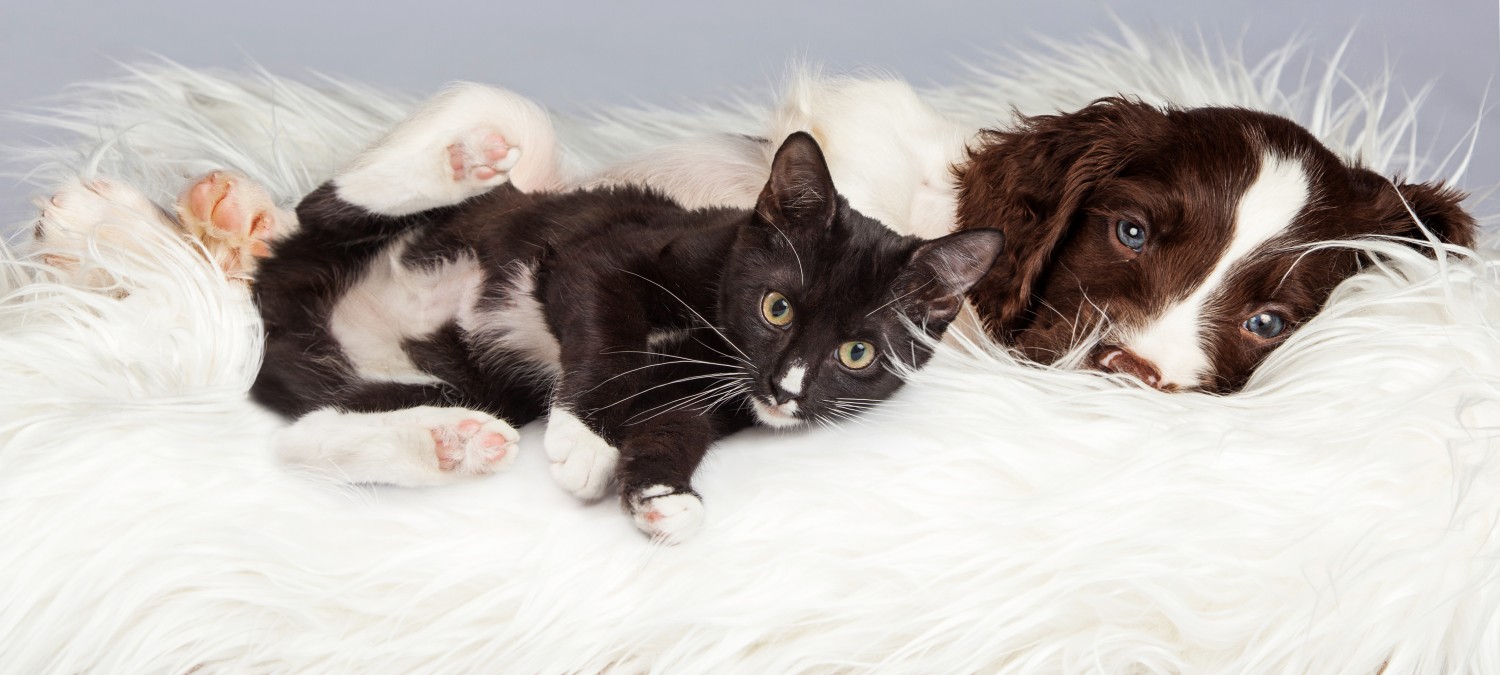 Puppy and kitten snuggling in a blanket