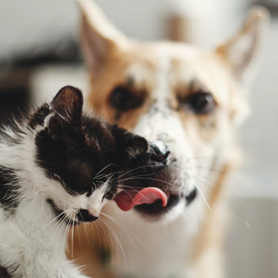 Dog and Cat together