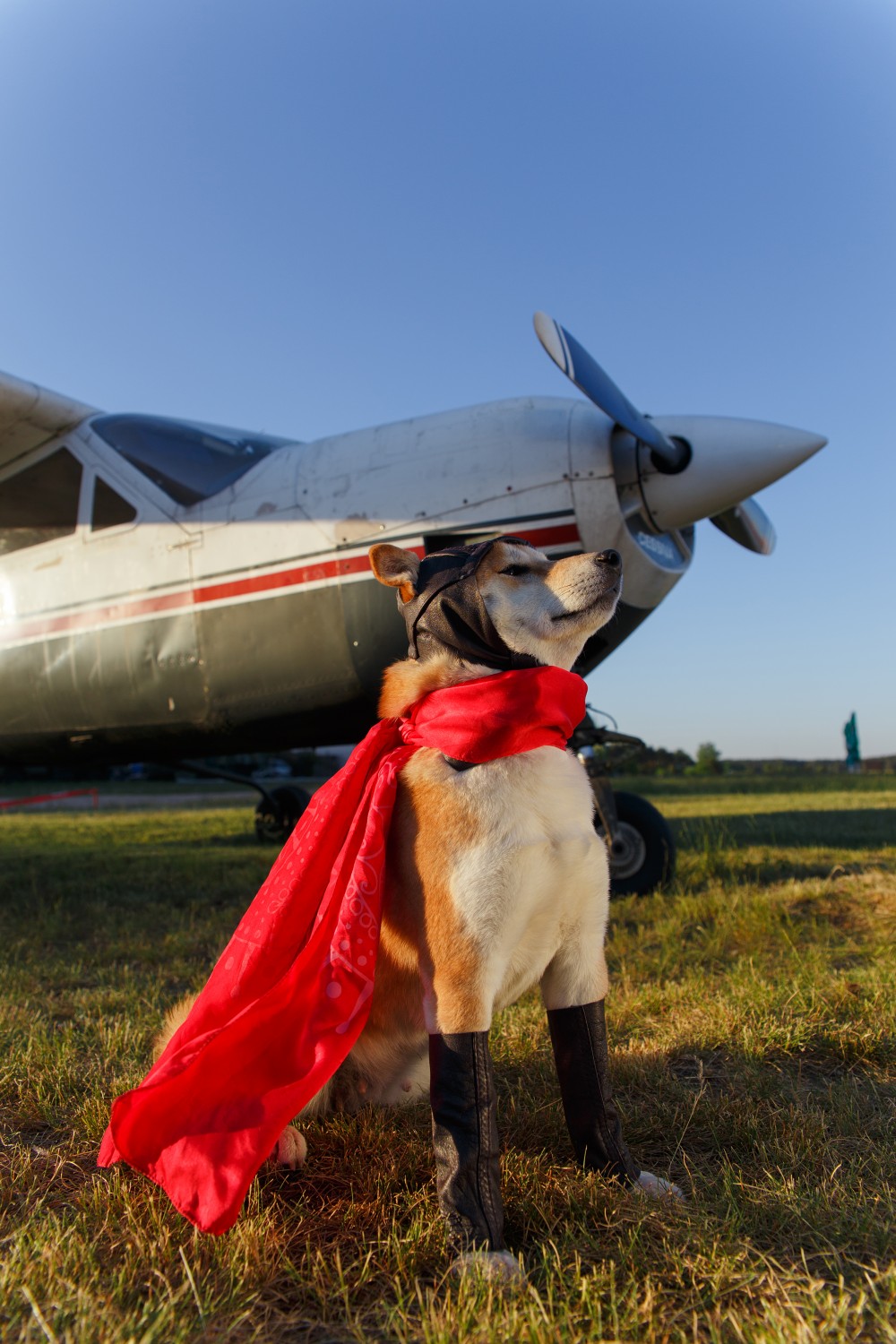 Dog wearing cape with plane