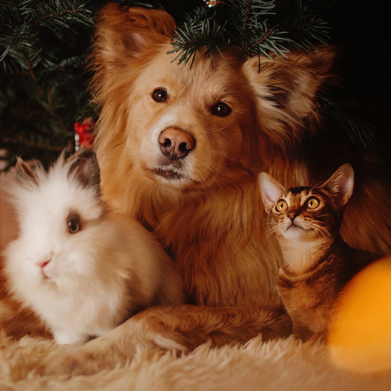 Rabbit, Dog and Cat together under tree