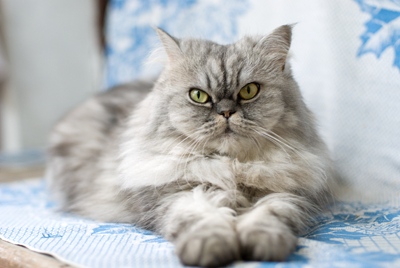 Cat laying on bed