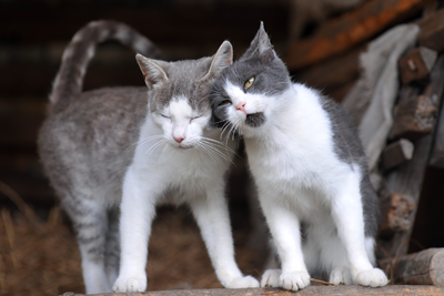 Two cats rubbing faces