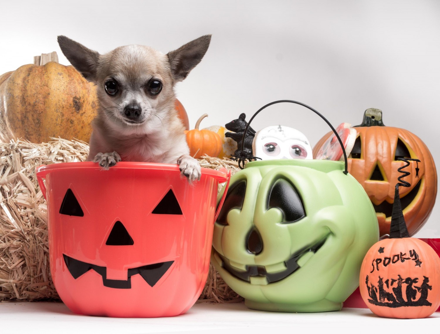 Dog in Halloween Bucket