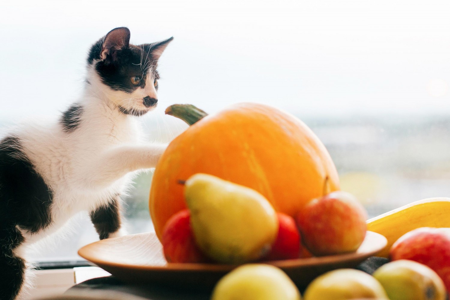 Cat With Pumpins and Gourds