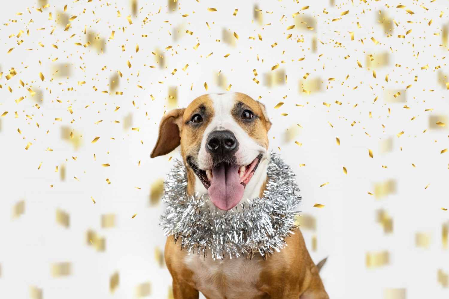 Dog with Tinsel Collar