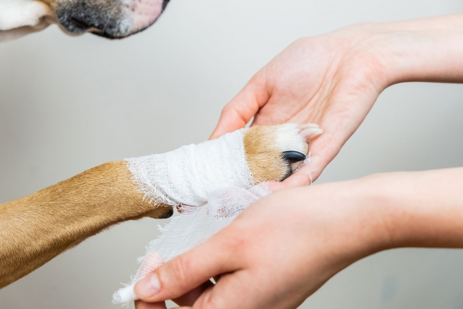 Dog getting Paw Wrapped