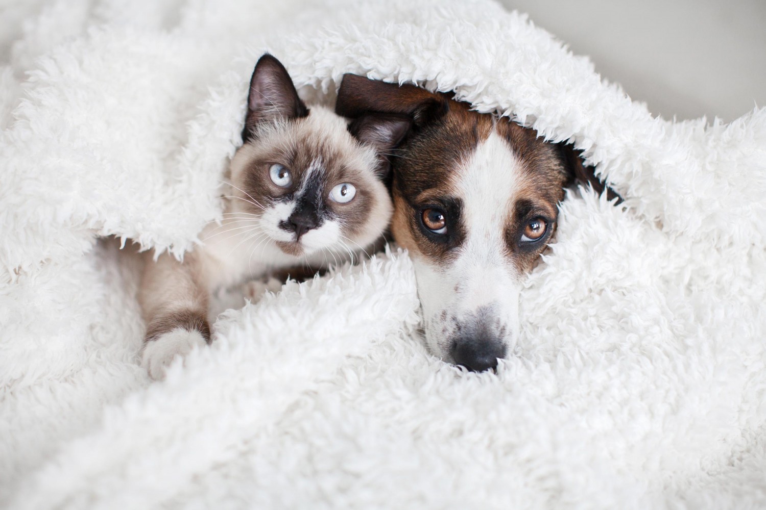 Cat and Dog Snuggled in Blanket