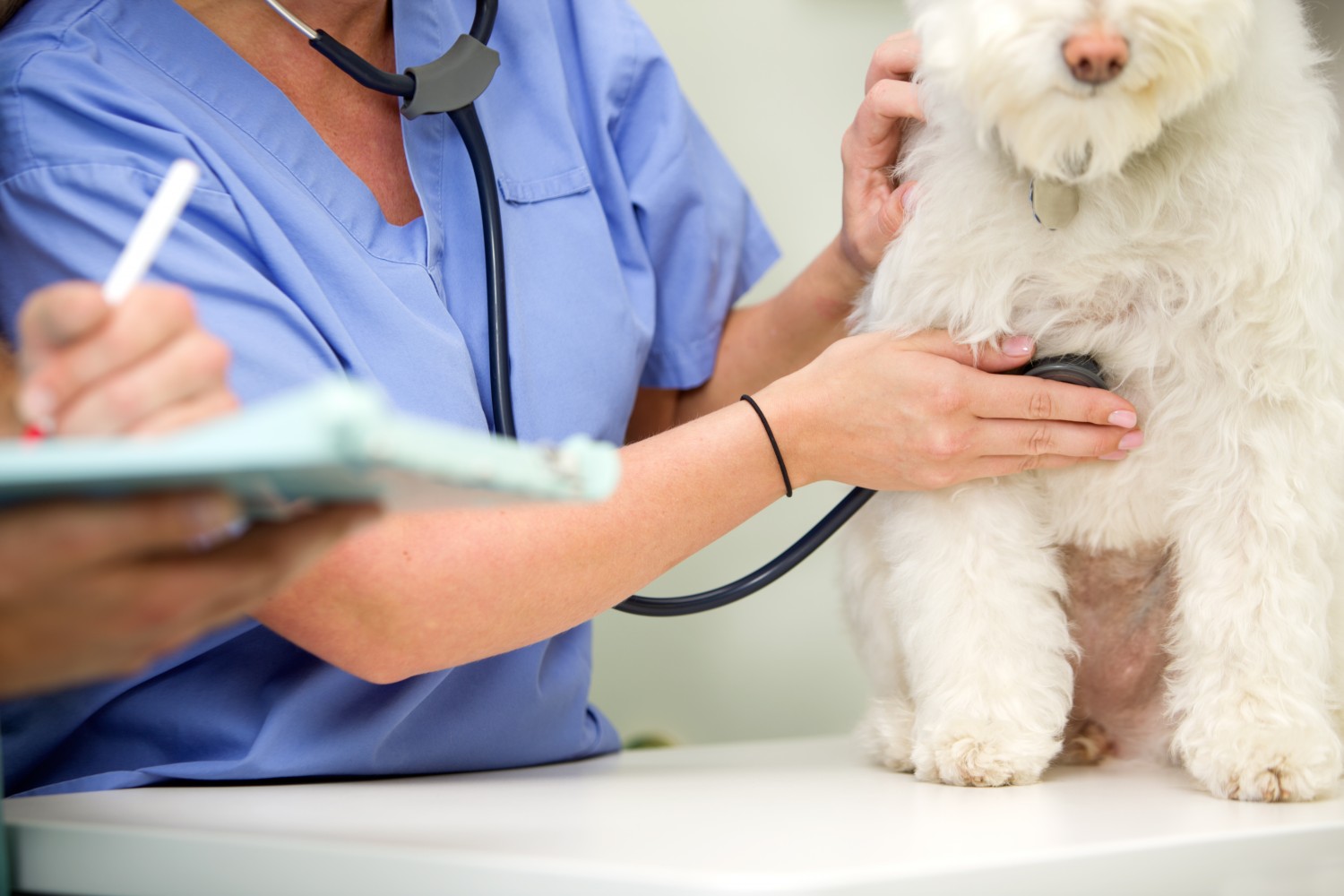 Dog Getting Wellness Exam