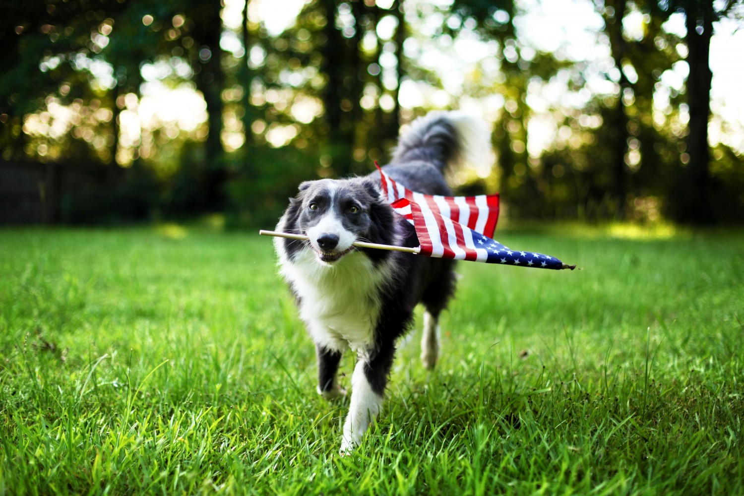 Dog Carrying a Flag