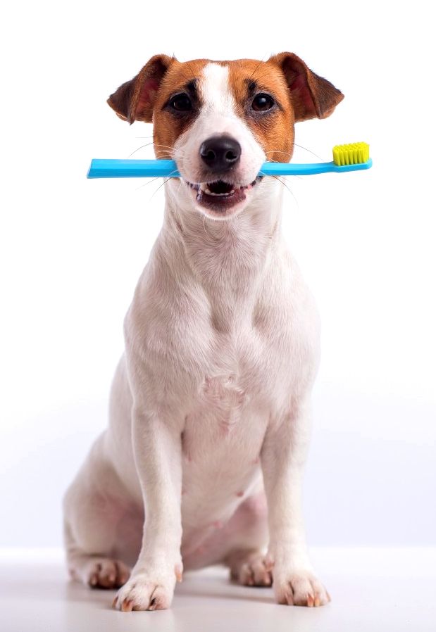 Terrier with a toothbrush in mouth