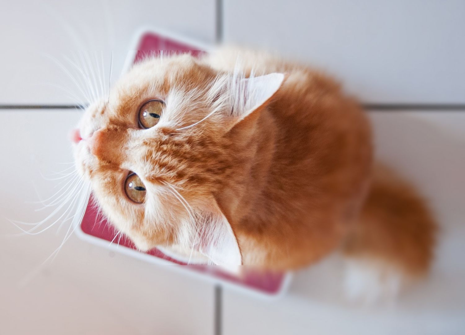 Yellow Cat sitting on Pink Scale