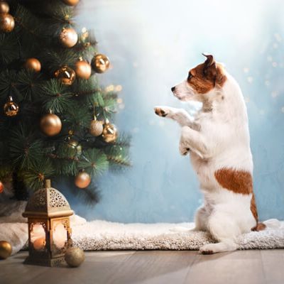 Dog standing at Christmas tree