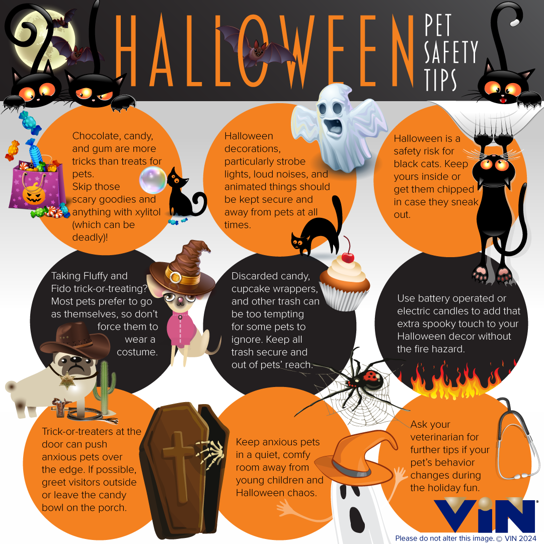 Halloween Infographic